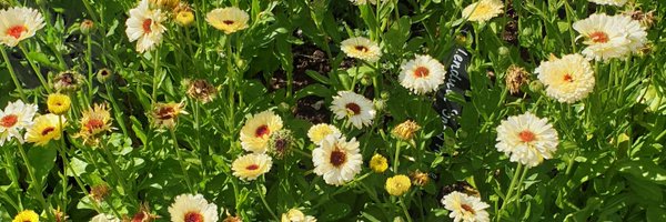 DailyPicTheme2 Profile Banner