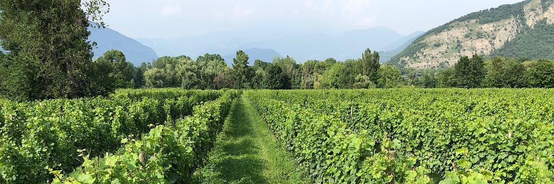 Courtney Buchanan banner