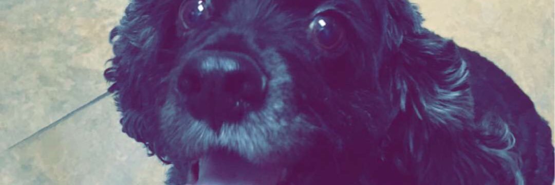 Taylor_noee's profile banner image