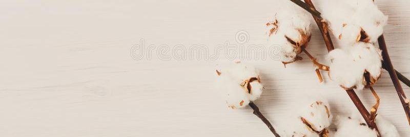 Pandanette's profile banner image