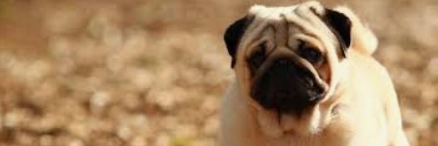 Pug Life Teacher 🐶's banner