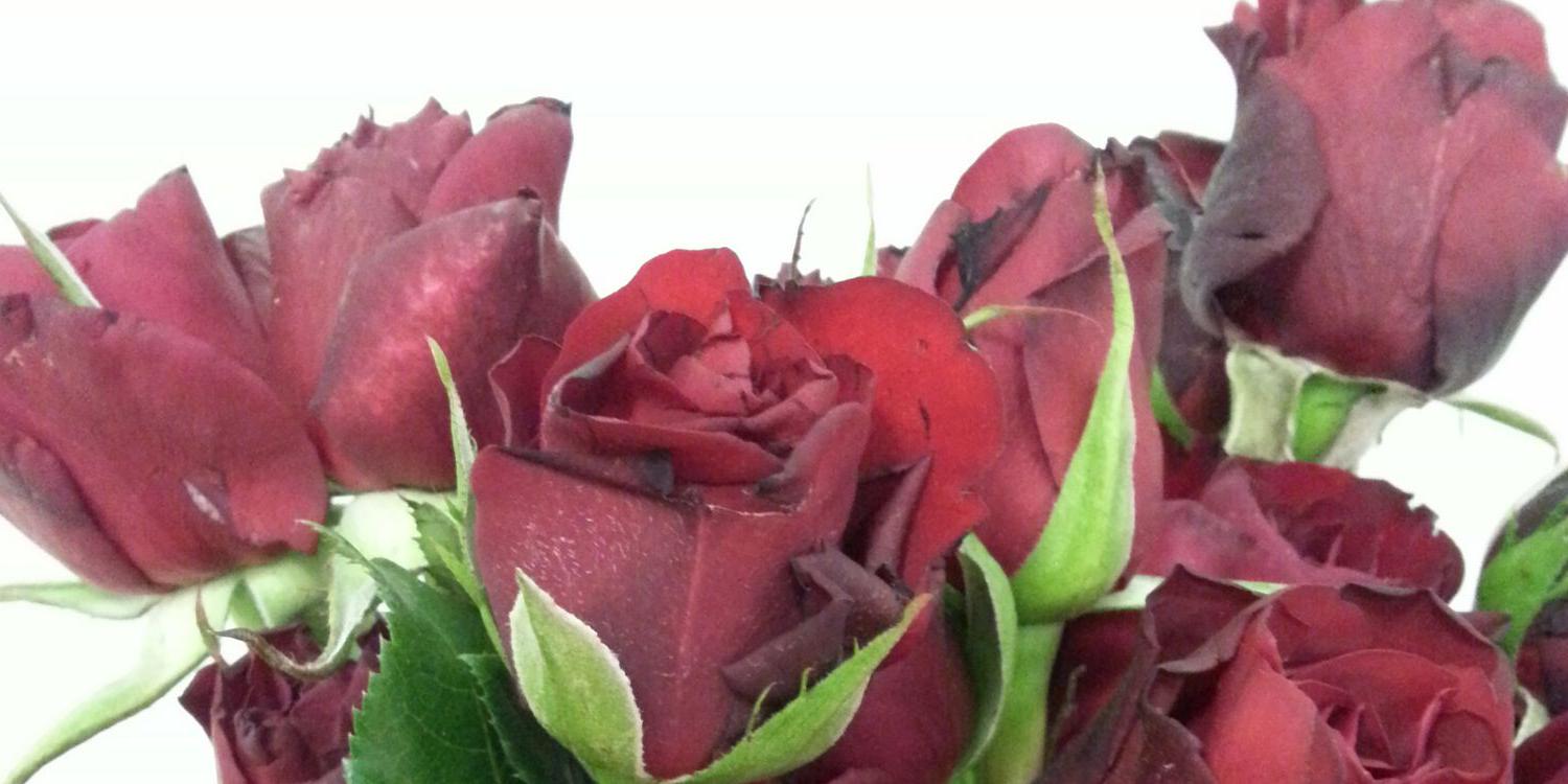 S_Elif_4265's profile banner image