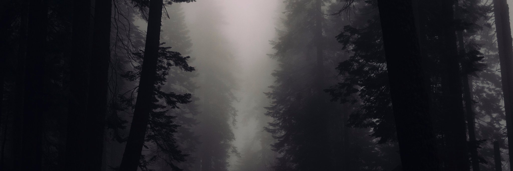 findingforrest's profile banner image