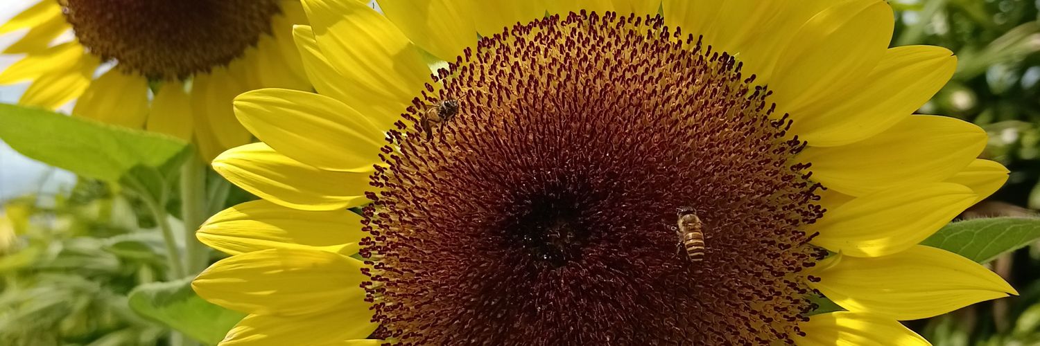 theia ˶ᵔ ᵕ ᵔ˶ banner