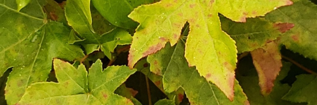 Scavenged Gems banner