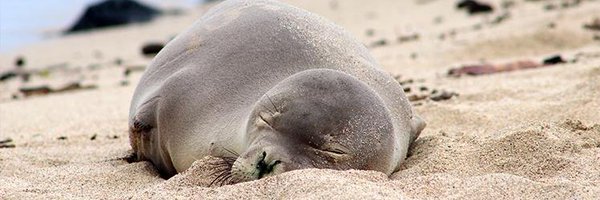 savemonkseals Profile Banner