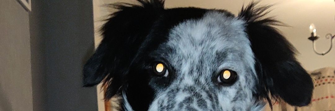 LauraJaneSnell's profile banner image