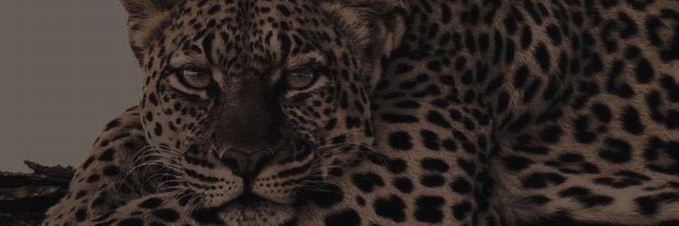 𝐞𝐦𝐩𝐫𝐞𝐬𝐬🪞's banner