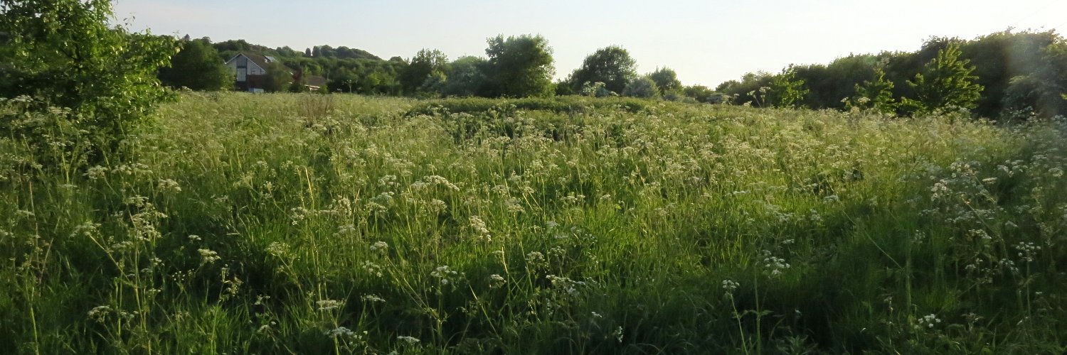 Sandra 🍃💚🍃 banner