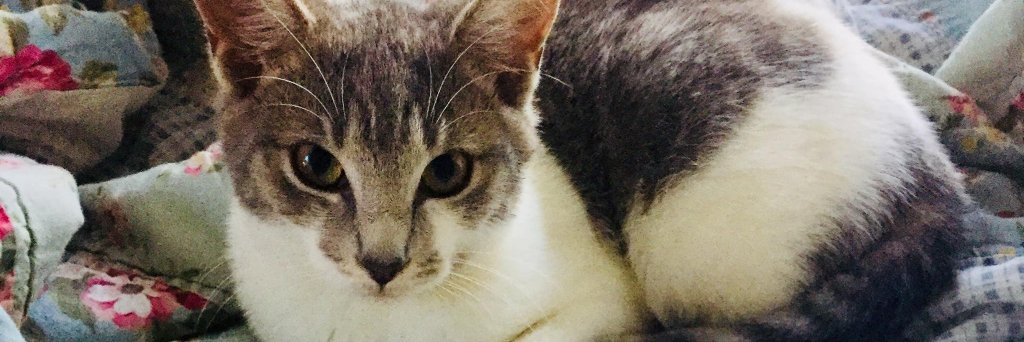 FeralCatProgramGA banner