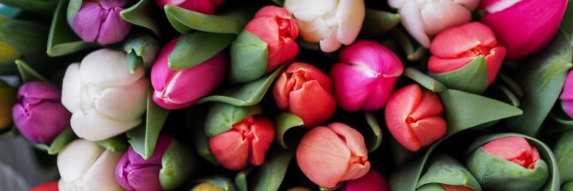 Tulip Gaⓡy 🌷 banner