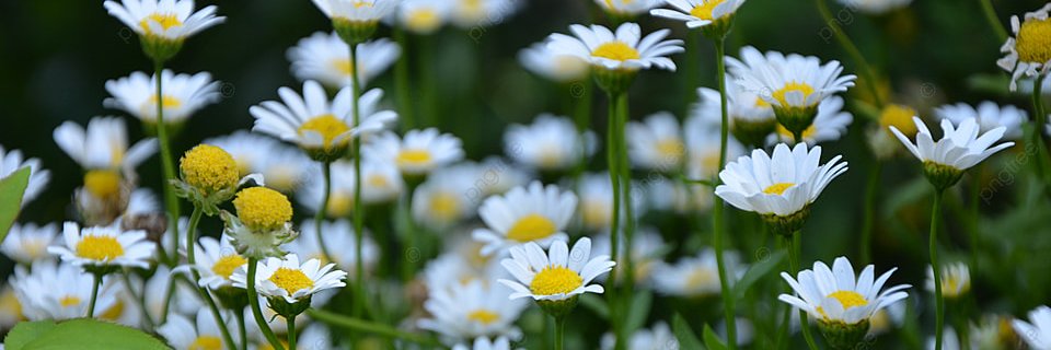 setya agustin banner