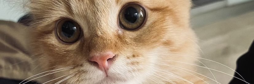 rapeeyy's profile banner image