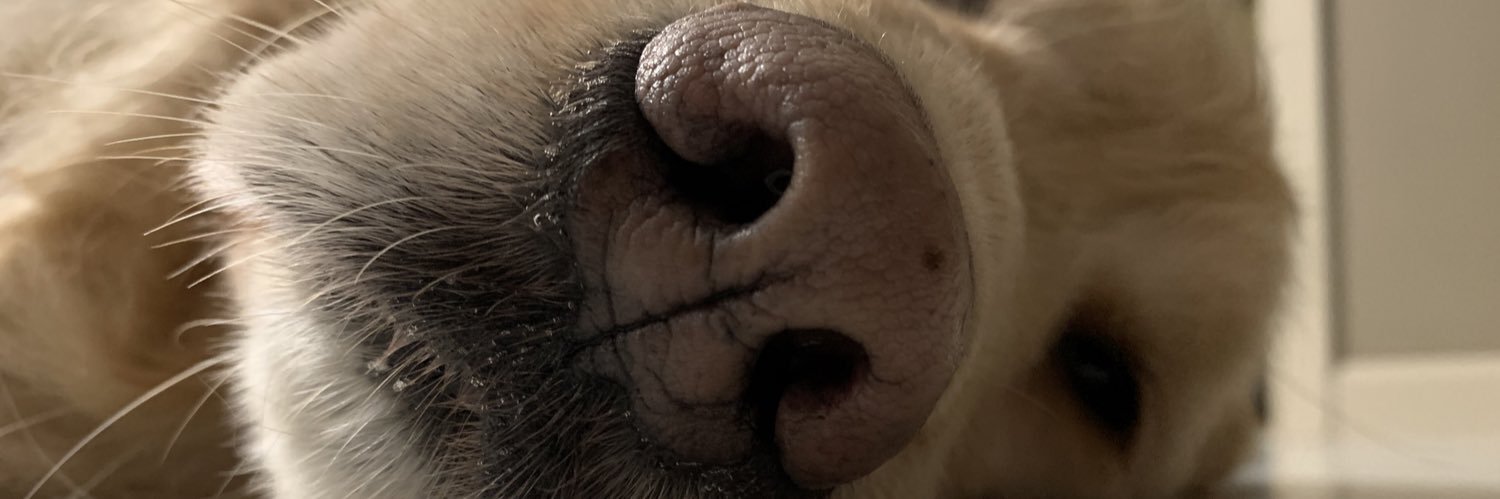 NorahsNyl's profile banner image