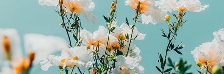 lin_avellaneda's profile banner image
