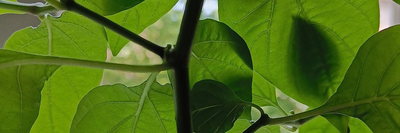 capy314's profile banner image