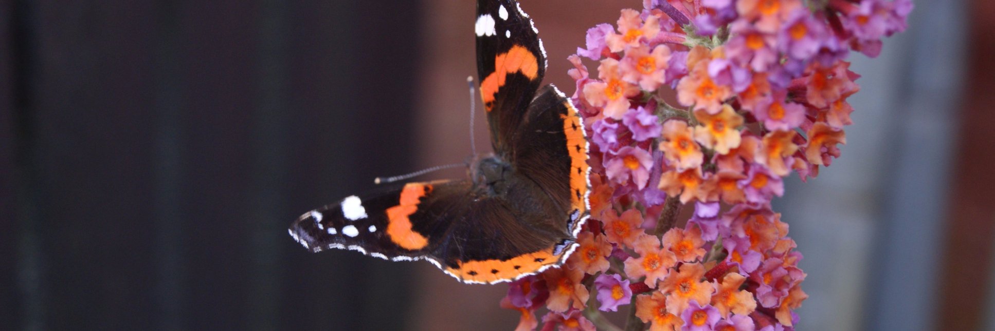 Benedikte Jensen banner