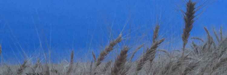 Hann_Noel's profile banner image