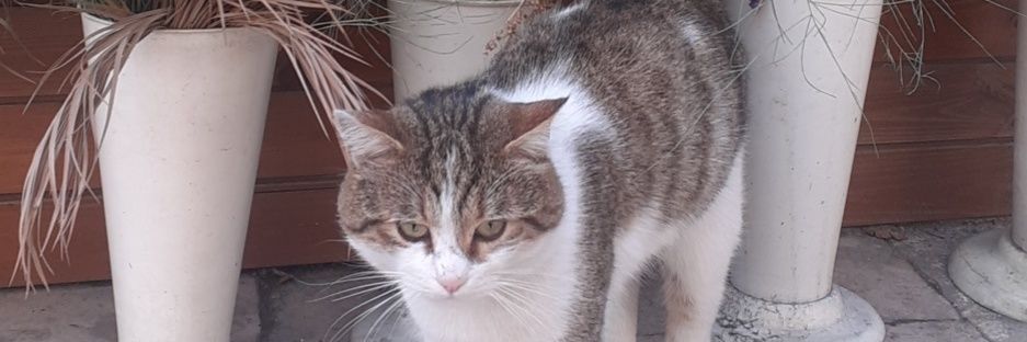 lavi🐿 banner