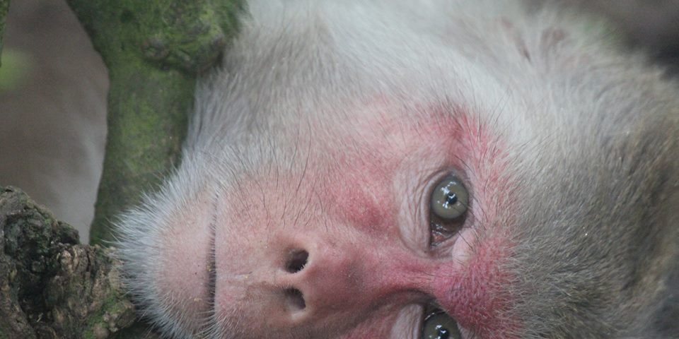 cercopithekevin's profile banner image