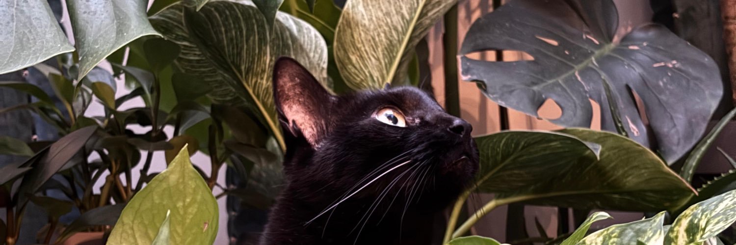 mayrapocha's profile banner image