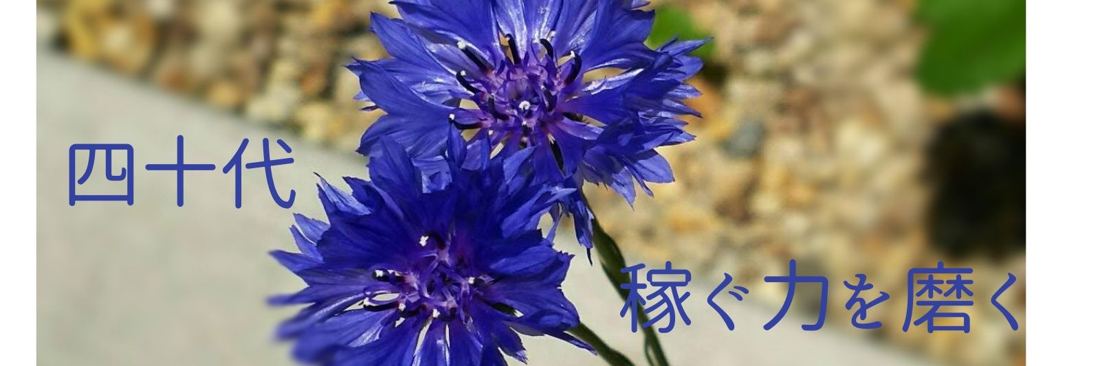 むく@お得情報・耳学習・副業 banner