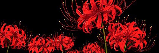 MelonZXD |-/ banner