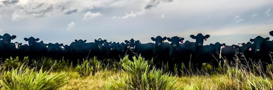 Trevor D. Haruf banner