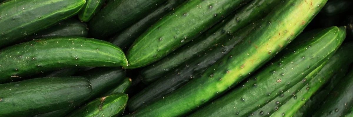 inukun.base.eth🟣🟢 banner