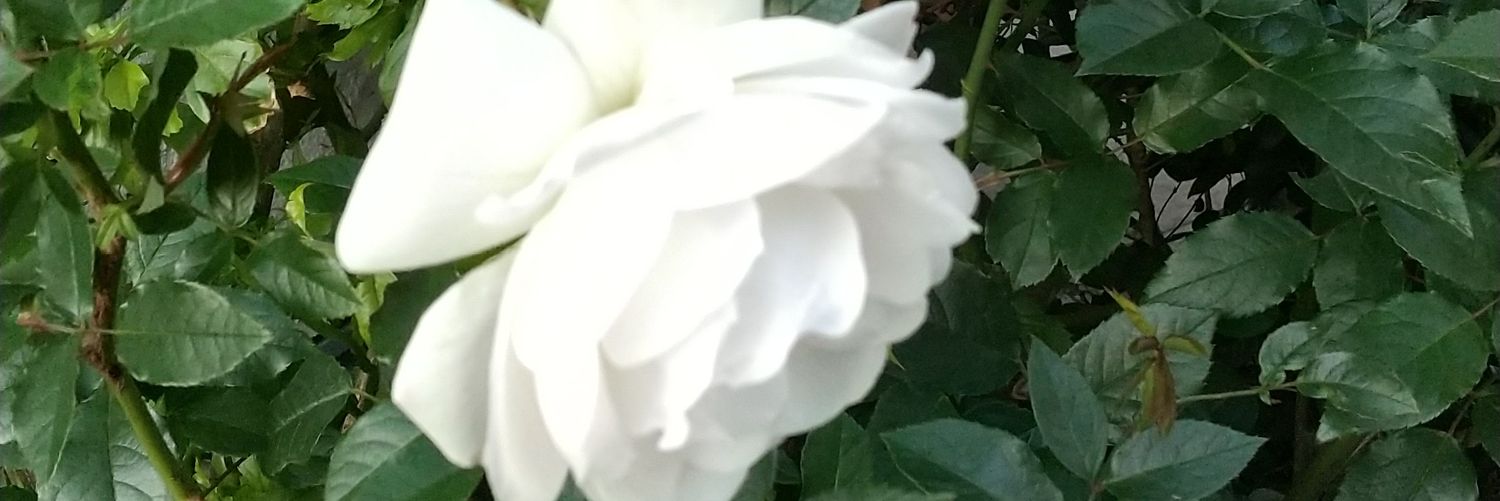 sunonthemoon's profile banner image