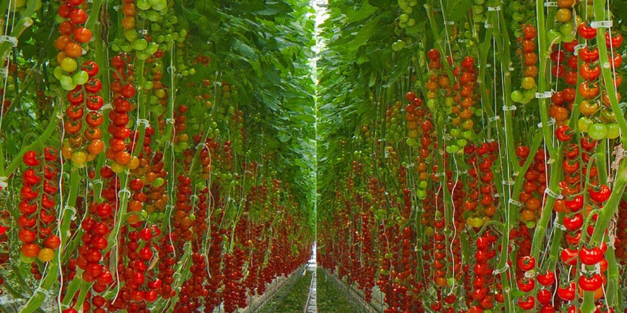 Peter Quiring banner