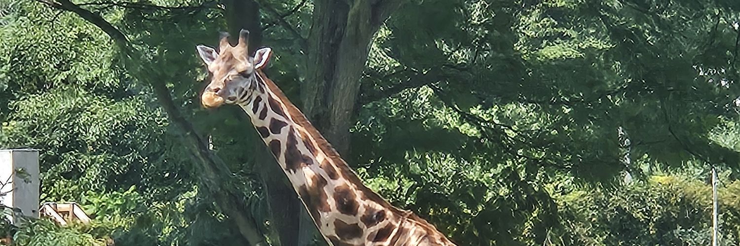 Vérothier 🦒 🏒 📊 banner