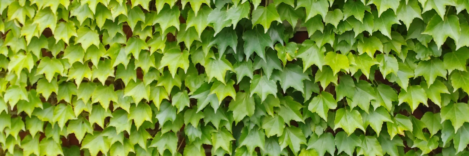 Nico Mara-McKay (they/iel) 🦇 banner