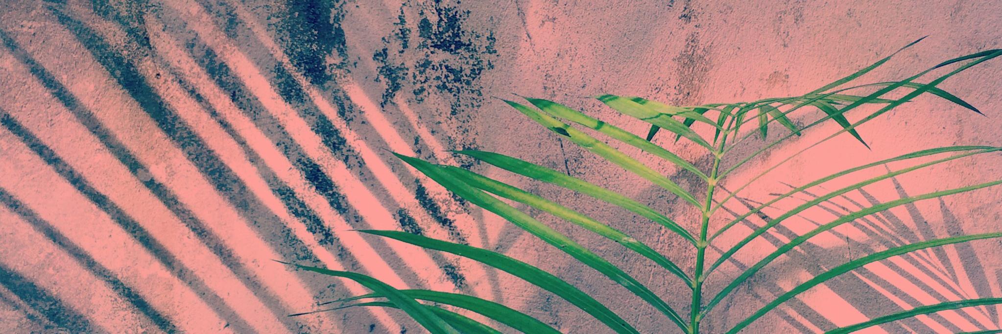 golriz lucina banner