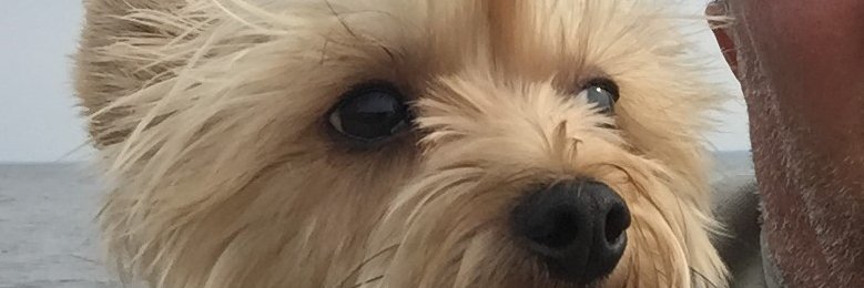 Pipenutsdad's profile banner image