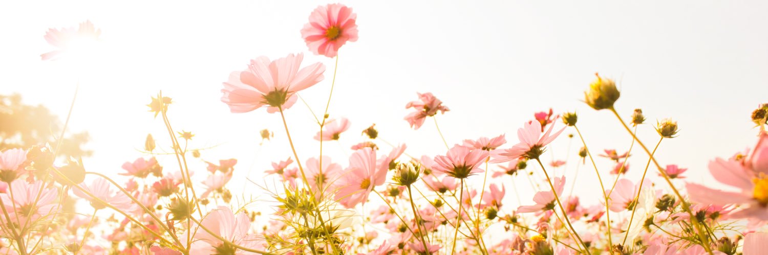 ずー｜SHE inc. banner