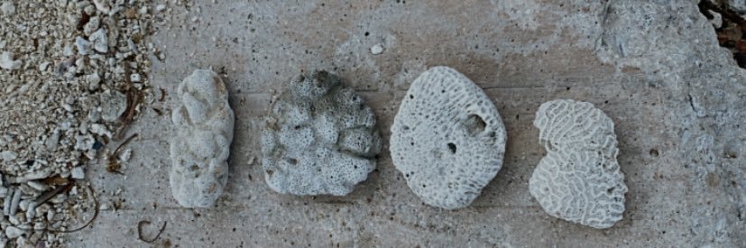 ㄉㄐʕ •ᴥ•ʔ banner