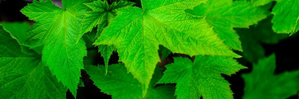 MichaelHilb Profile Banner