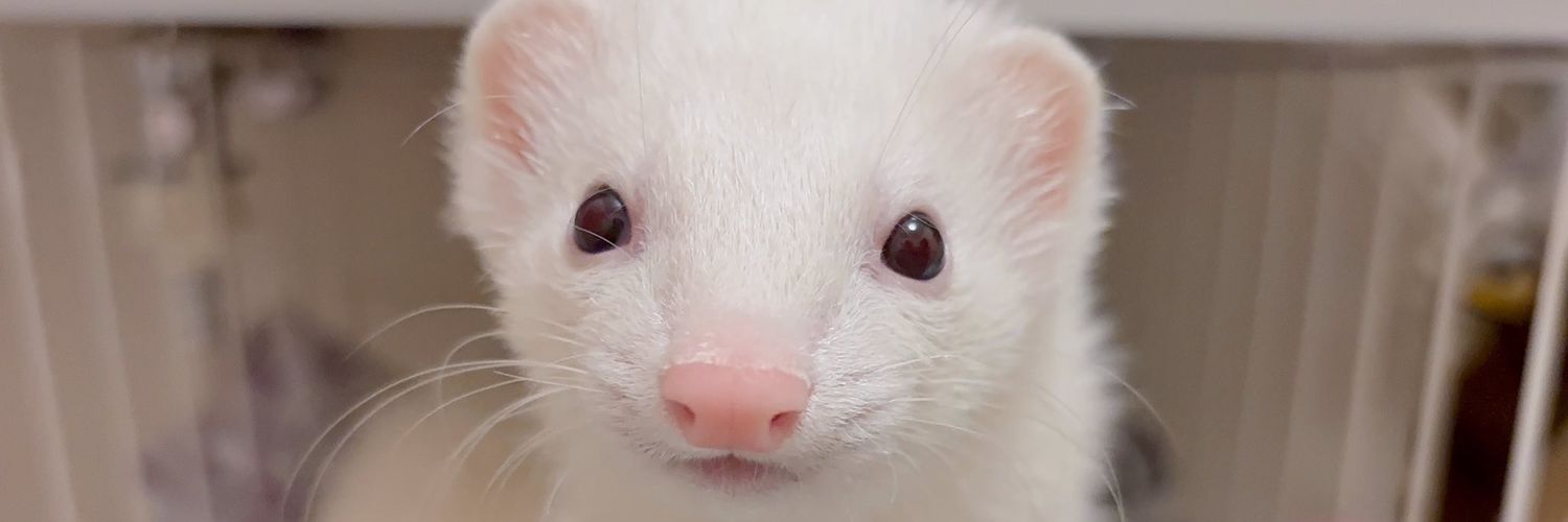 🐈Spaghetti🐇 banner