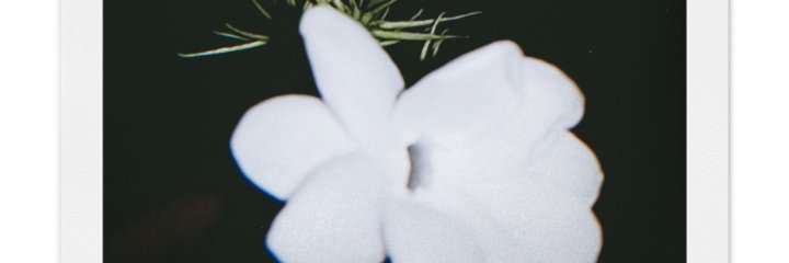 evitacamelia14's profile banner image