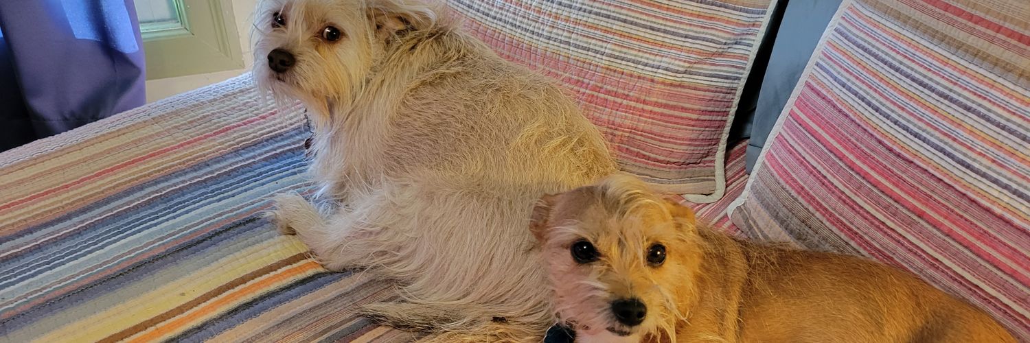 Dogs are better than people 🌊💙 vote blue! banner
