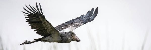 ShoebillsTDS's profile banner image