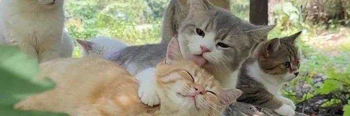 abmalik72's profile banner image