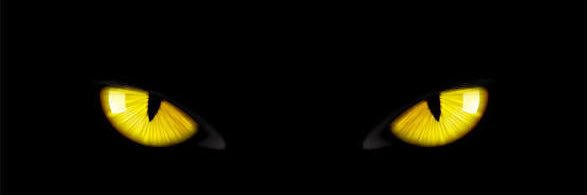 Kayden Fortes banner