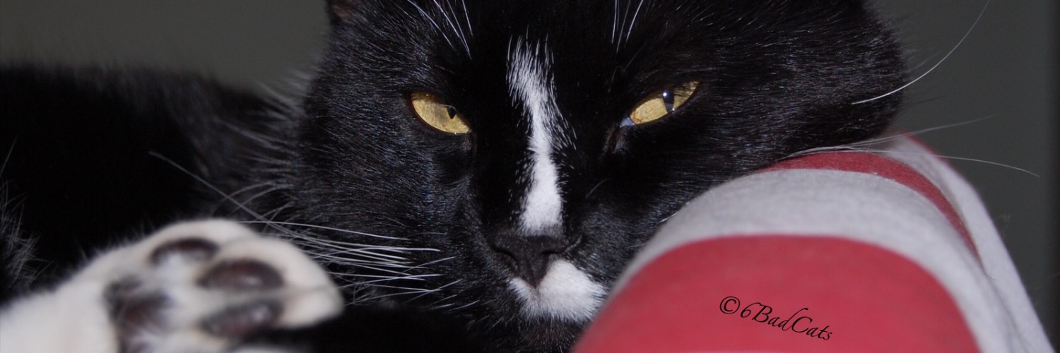 6badcats's banner