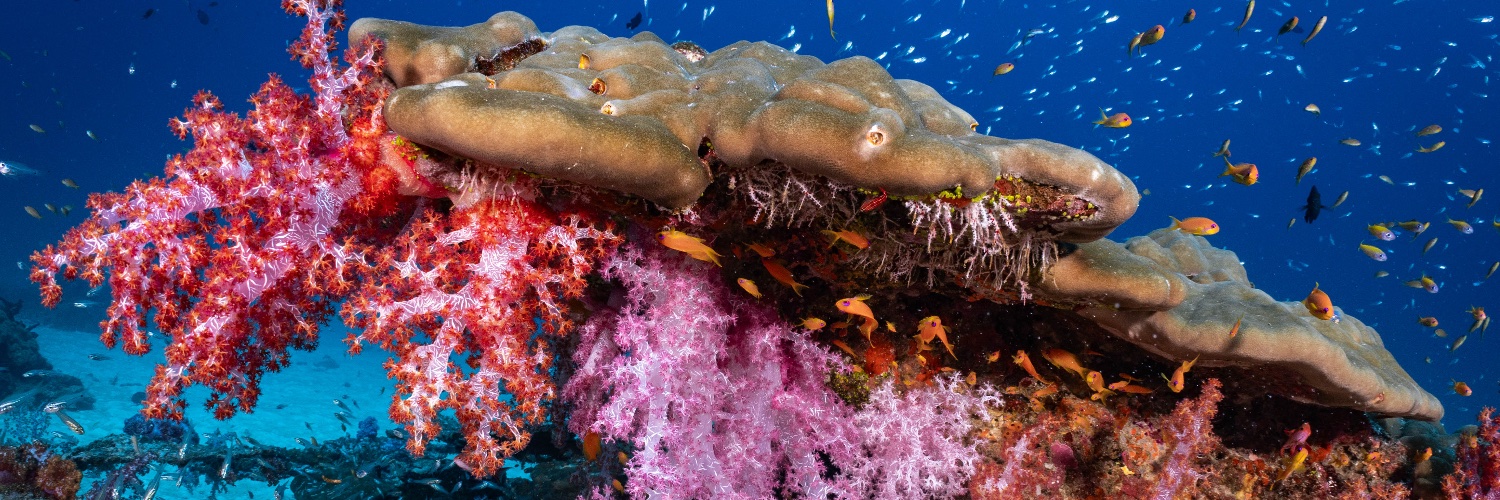 Ranee Soundara banner