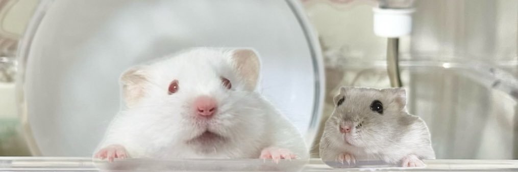 🐹ﾃﾏﾘ ｽﾓﾓ ｺﾝﾆｬｸ🐰ちゃめ's banner