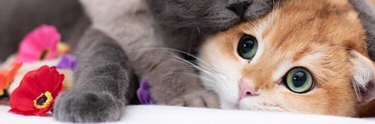faraharahap's profile banner image