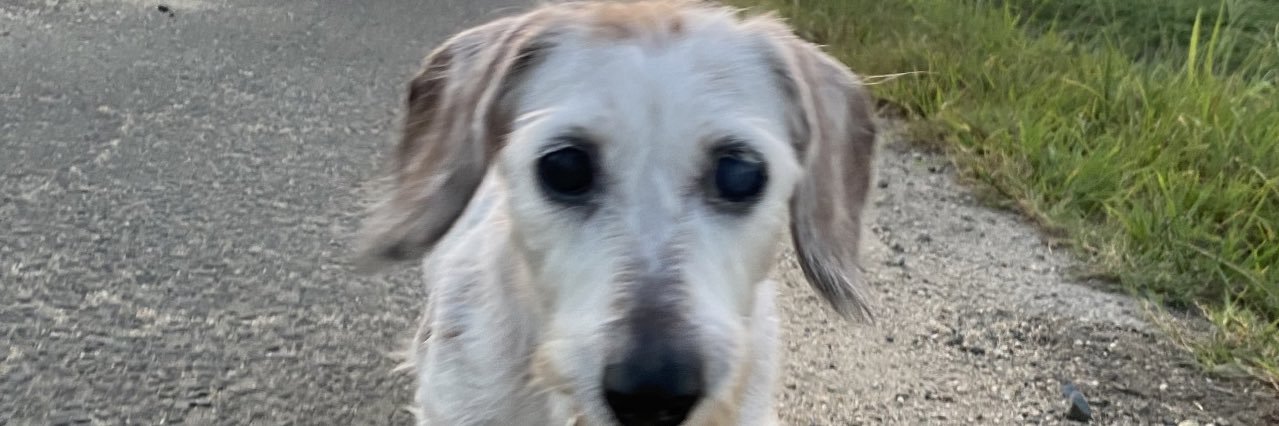 engeldog's profile banner image