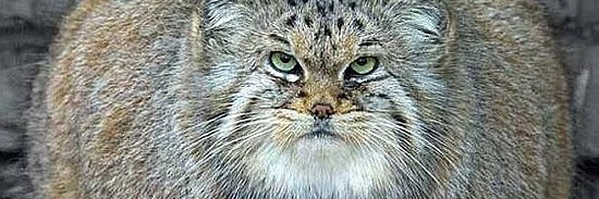 MANUL 🇺🇦 banner